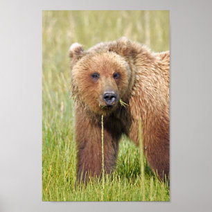 8x12 Posterpapier (Matte) aus Grizzlybär Poster