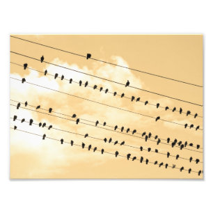 91 (1) Vögel Fotodruck