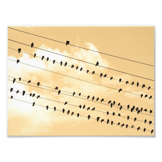 91(1) Vögel Fotodruck (Vorne)