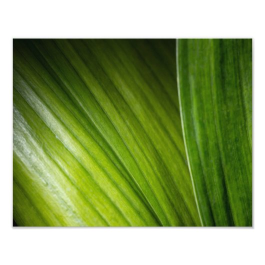 9206-Grüne Blätter Fotodruck (Vorne)