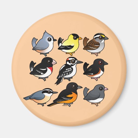 9 Nordost-USA-Hinterhofvögel Magnet (Vorne)