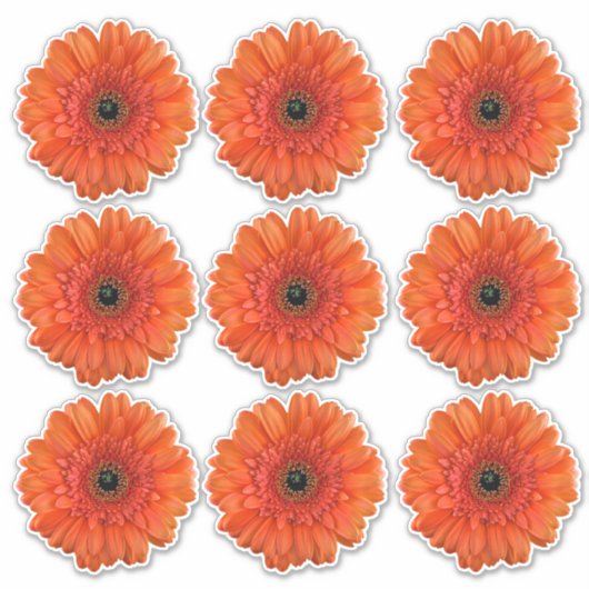 9 Orange Gerbera Daisy Blume Kiss-Cut Stickers Aufkleber (Vorderseite)