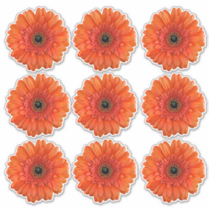 9 Orange Gerbera-Margeriten-Blumen-Kiss-Cut-Aufkle Aufkleber