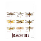 9 Poster der Libellenart