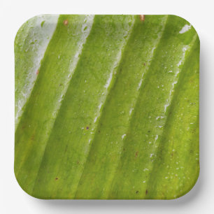 9" quadratische Papierplatte mit reinem Bananensta Pappteller