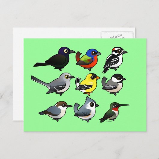 9 Südost-USA-Hinterhofvögel Postkarte (Vorne/Hinten)