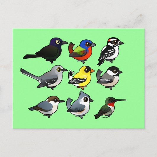 9 Südost-USA-Hinterhofvögel Postkarte (Vorderseite)