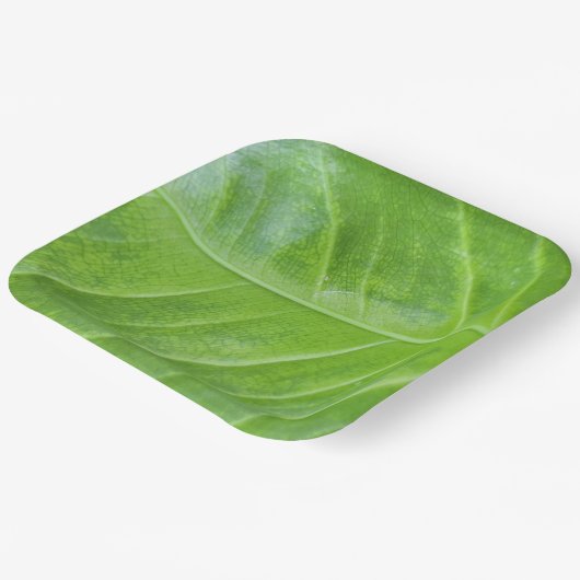 9-Zoll-Papiertafel mit bezauberndem Grün Pappteller (Gewinkelt)