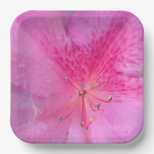 9 Zoll Platz Pappteller (Vorderseite)