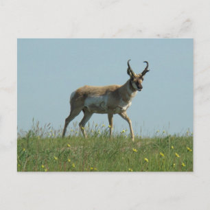 A10 Gabelantilope und Wildblumen Postkarte
