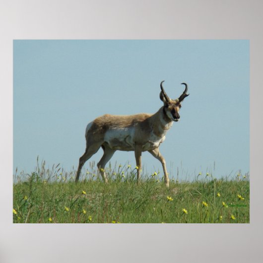 A10 Pronghorn Antelope und Wildblumen Poster (Vorne)