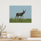 A10 Pronghorn Antelope und Wildblumen Poster (Küche)