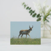 A10 Pronghorn Antelope und Wildblumen Postkarte (Stehend Vorderseite)