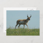 A10 Pronghorn Antelope und Wildblumen Postkarte (Vorne/Hinten)