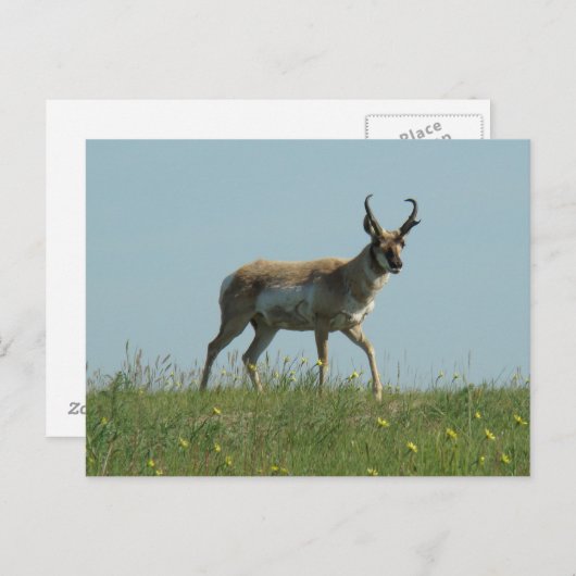 A10 Pronghorn Antelope und Wildblumen Postkarte (Vorne/Hinten)