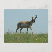 A10 Pronghorn Antelope und Wildblumen Postkarte (Vorderseite)