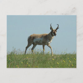 A10 Pronghorn Antelope und Wildblumen Postkarte