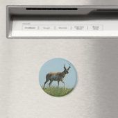 A10 Pronghorn Antelope Walking Drei Wildblumen Magnet (In Situ (Geschirrspüler))
