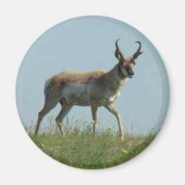 A10 Pronghorn Antelope Walking Drei Wildblumen Magnet
