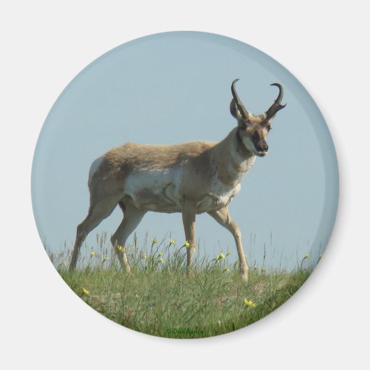 A10 Pronghorn Antelope Walking Drei Wildblumen Magnet (Vorne)