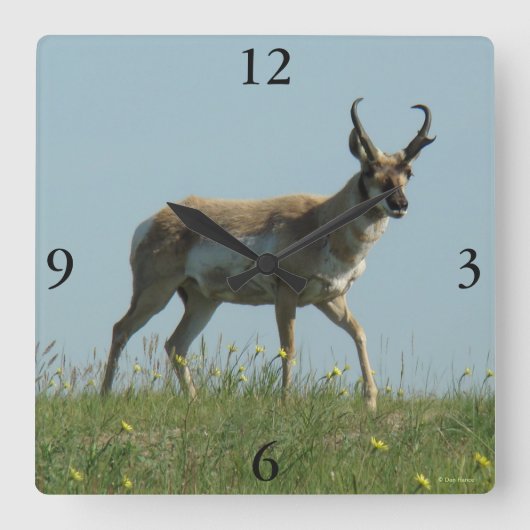 A10 Pronghorn Antelope Walking Drei Wildblumen Quadratische Wanduhr (Vorderseite)