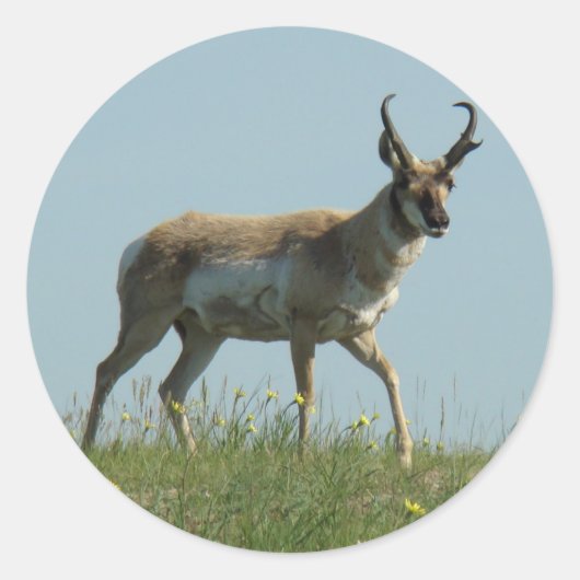 A10 Pronghorn Antelope Walking Drei Wildblumen Runder Aufkleber (Vorderseite)
