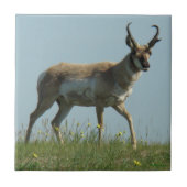 A10 Pronghorn Antilope und gelbe Wildblumen Fliese (Vorderseite)