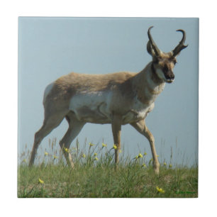 A10 Pronghorn Antilope und gelbe Wildblumen Fliese