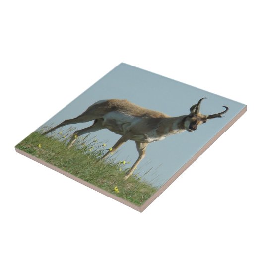 A10 Pronghorn Antilope und gelbe Wildblumen Fliese (Seite)
