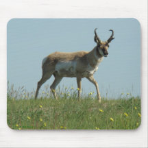 A10 Pronghorn Antilope und Wildblumen