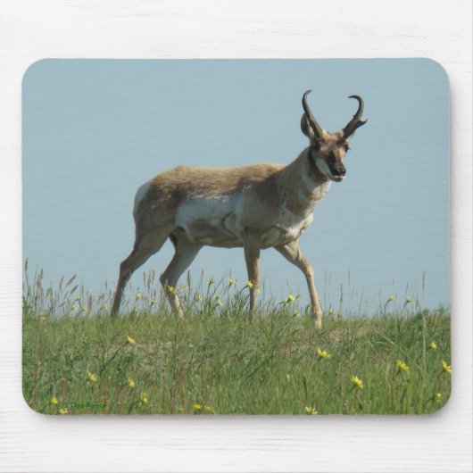 A10 Pronghorn Antilope und Wildblumen Mousepad (Vorne)