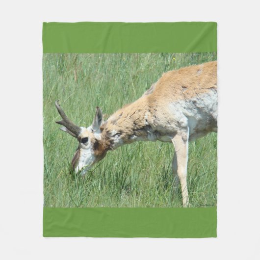 A11 Pronghorn Antelope Buck Grazing Fleecedecke (Vorderseite)