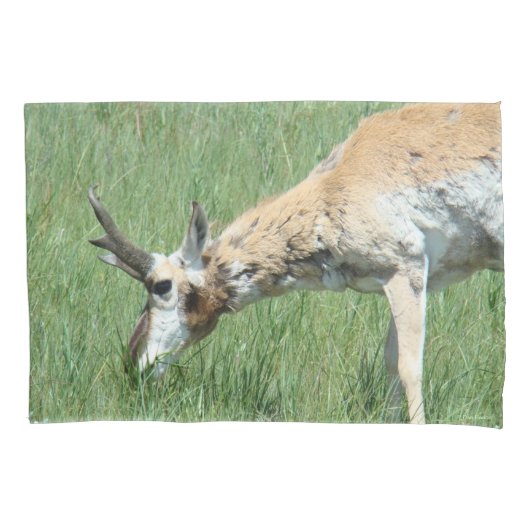 A11 Pronghorn Antelope Buck Grazing Kissenbezug (Vorderseite)