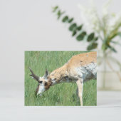 A11 Pronghorn Antelope Buck Grazing Postkarte (Stehend Vorderseite)