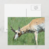 A11 Pronghorn Antelope Buck Grazing Postkarte (Vorne/Hinten)