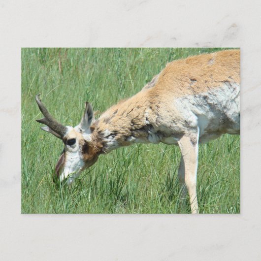 A11 Pronghorn Antelope Buck Grazing Postkarte (Vorderseite)