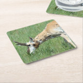 A11 Pronghorn Antelope Buck Grazing Rechteckiger Pappuntersetzer (angewinkelt)