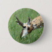 A11 Pronghorn Antelope Button (Vorderseite)