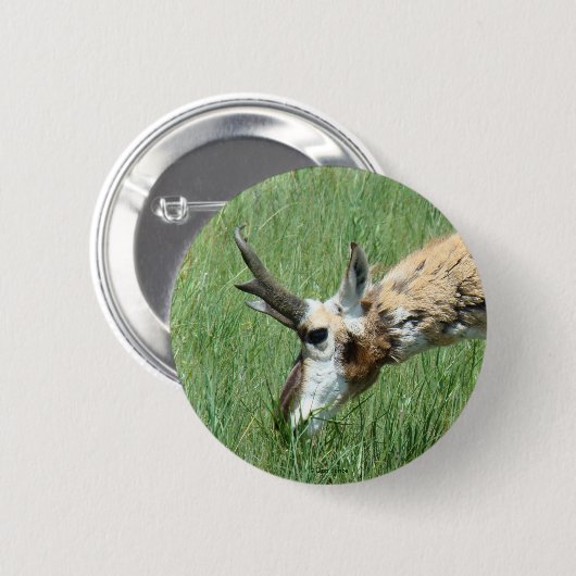 A11 Pronghorn Antelope Button (Vorne & Hinten)