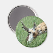 A11 Pronghorn Antelope Grazing Magnet (Vorderseite/Rückseite)