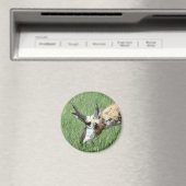 A11 Pronghorn Antelope Grazing Magnet (In Situ (Geschirrspüler))