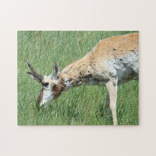 A11 Pronghorn Antelope Grazing Puzzle (Horizontal)