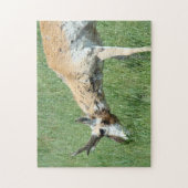 A11 Pronghorn Antelope Grazing Puzzle (Vertikal)