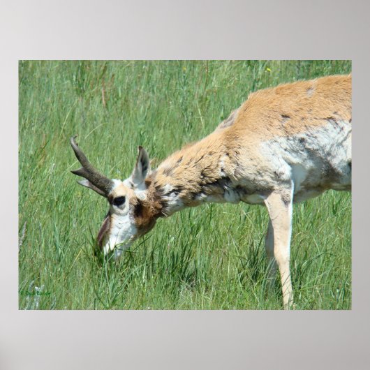 A11 Pronghorn Buck Grazing Poster (Vorne)