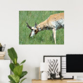 A11 Pronghorn Buck Grazing Poster (Heimbüro)