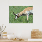 A11 Pronghorn Buck Grazing Poster (Küche)