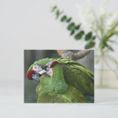 A12 Parot Couple Postcard Postkarte (Stehend Vorderseite)