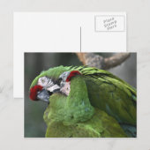 A12 Parot Couple Postcard Postkarte (Vorne/Hinten)