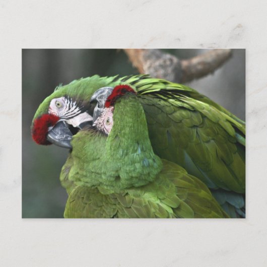 A12 Parot Couple Postcard Postkarte (Vorderseite)