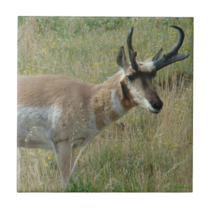 A12 Pronghorn Antelope Buck Fliese